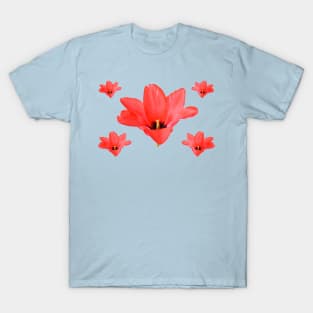 Tulipa 'Marquis de la Coquette' Greigii Group Tulip T-Shirt